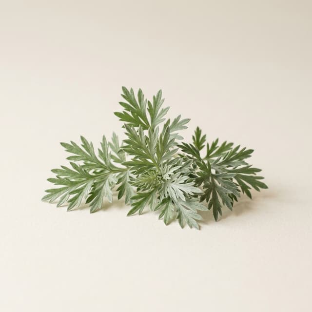 Ramas frescas de artemisia sobre fondo claro