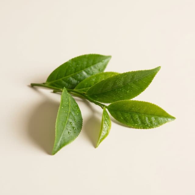 Hojas de té verde con gotas de agua